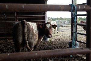 A cow stands in a barn, looking at the camera through metal bars.