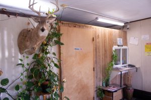 A stuffed buck hangs on the wall of a motel lobby.