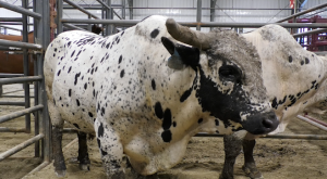 A bull waiting in a pen before the start of the bull riding event at the annual Rodeo on the Hocking.