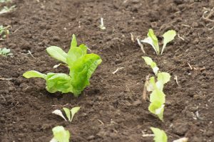 Small lettuce leaves stick up from the ground.