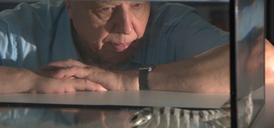 Sir David Attenborough looking at Mantis shrimp, filming for David Attenborough’s First Life (2010). Credit: Anthony Geffen / © Atlantic Productions