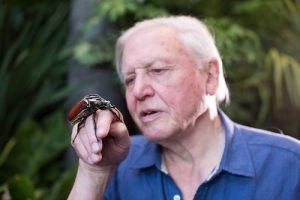 Sir David Attenborough holding a Goliath Beetle. From Micro Monsters with David Attenborough (2013). Credit: Angus Young / © Atlantic Productions