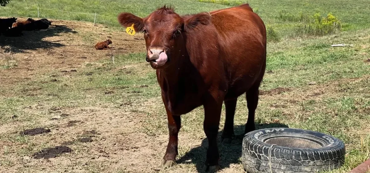 A brown cow looks off into the distance while standing in a field