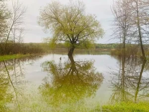 Lake Aquilla with trees in the reflection of the water