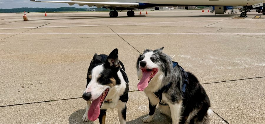Two border collies have their tongues out while on the runway at Yeager Airport. There is a delta plane behind them.