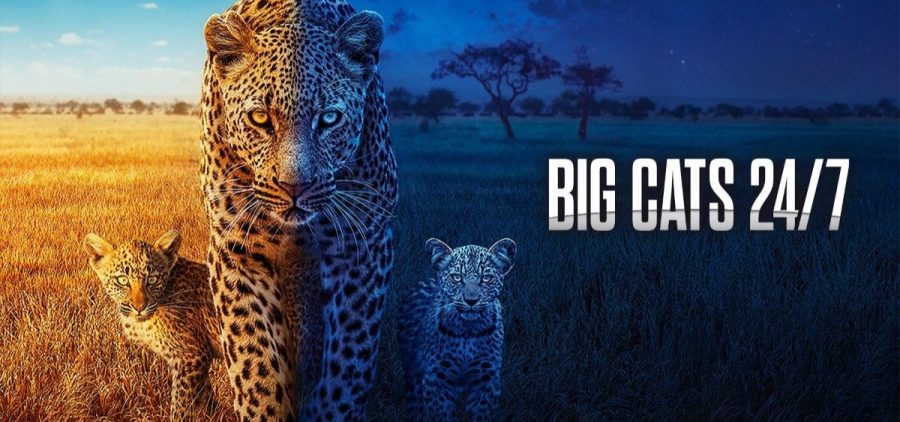 A cheetah and her two cubs. The photo fades from day to night moving left to right. The works BIG CATS 24/7 is displayed in the middle, right side.