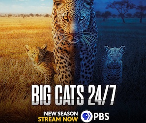 Big Cats 24/7 Passport click through