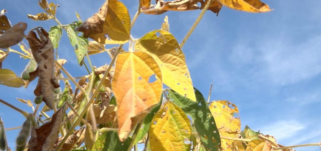 Leaves that are a little dried out hang in the wind in front of a blue sky.
