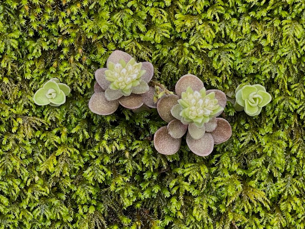 Sedum blooms in a bed of moss on the Joy Valley Nature Preserve