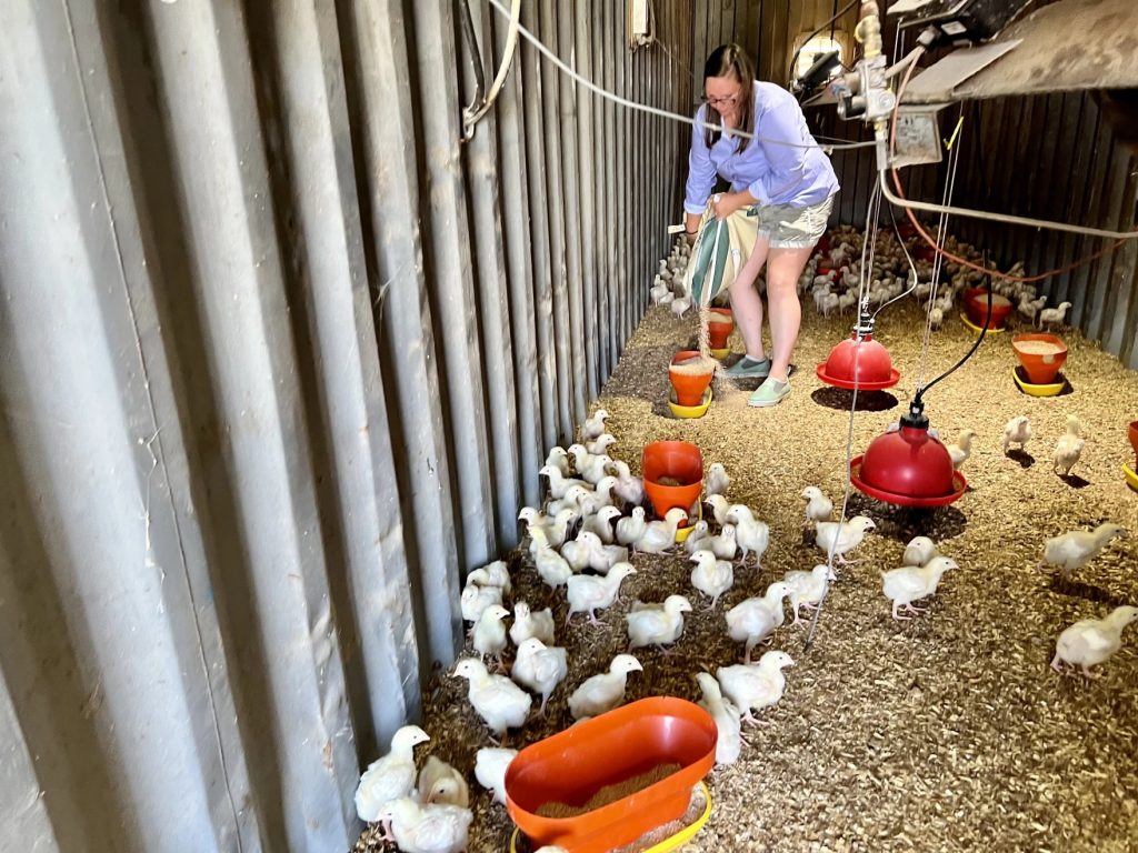 Sarah Ison pours feed for chicks in her coop at her ranch