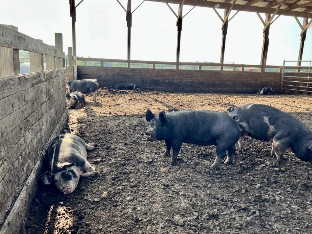 Hogs roll in the mud