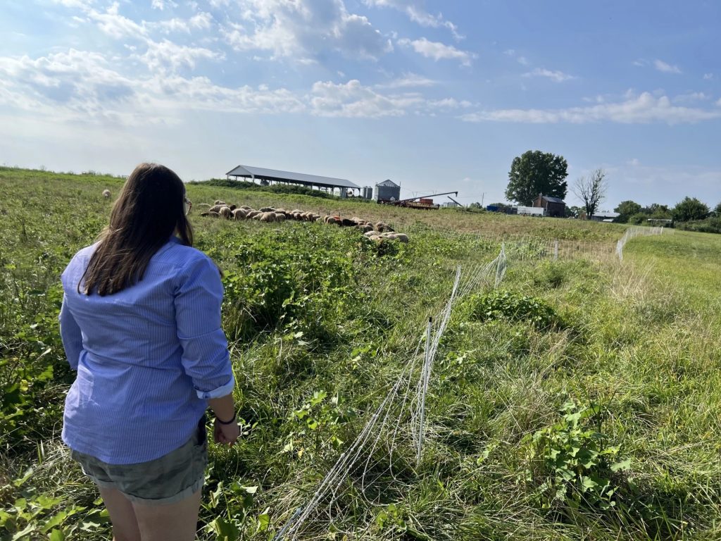 Sarah Ison walks though a field along a fence toward livestock.