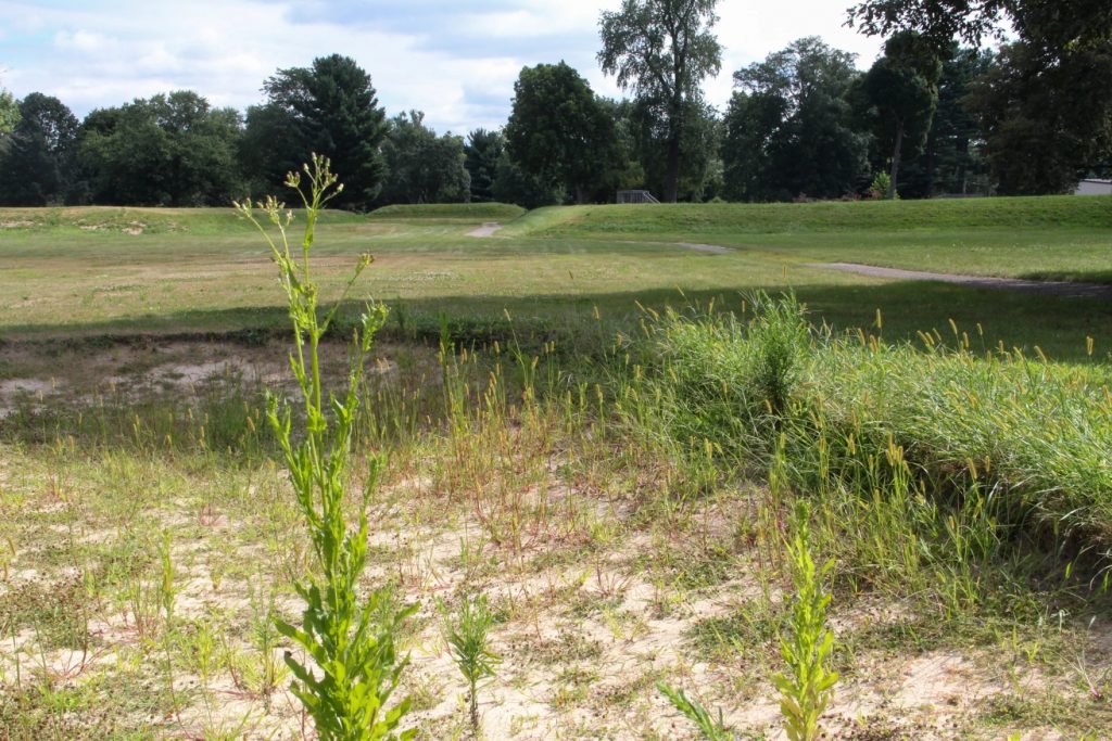 Weeds sprout in a sand trap at the Octagon Earthworks in Newark.