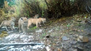 A mountain lion family group navigates risky encounters as they search for a kill.