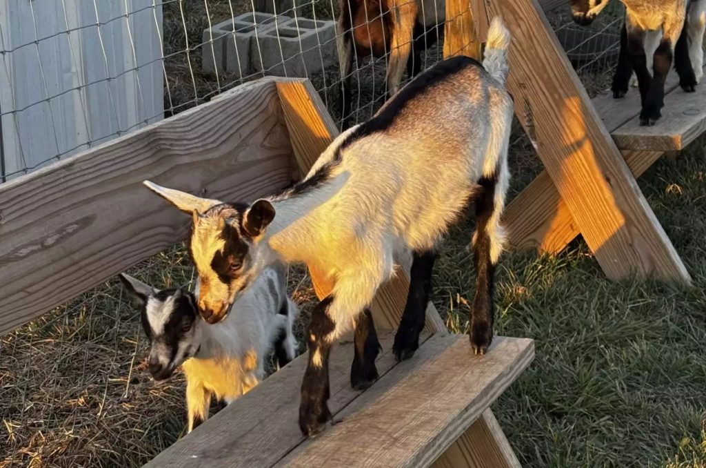 Free roaming goats on Riehm's farm