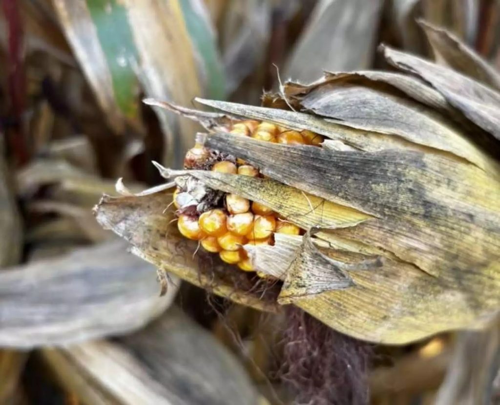 A corn plant in the Riehm Produce Farm maze. 