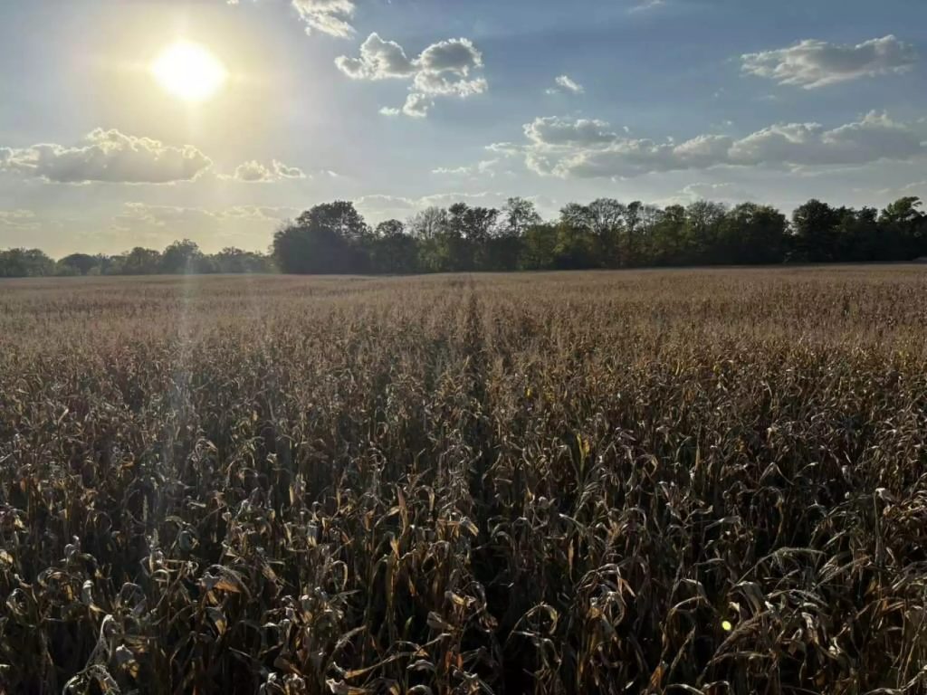 The Riehm Produce Farm corn maze.