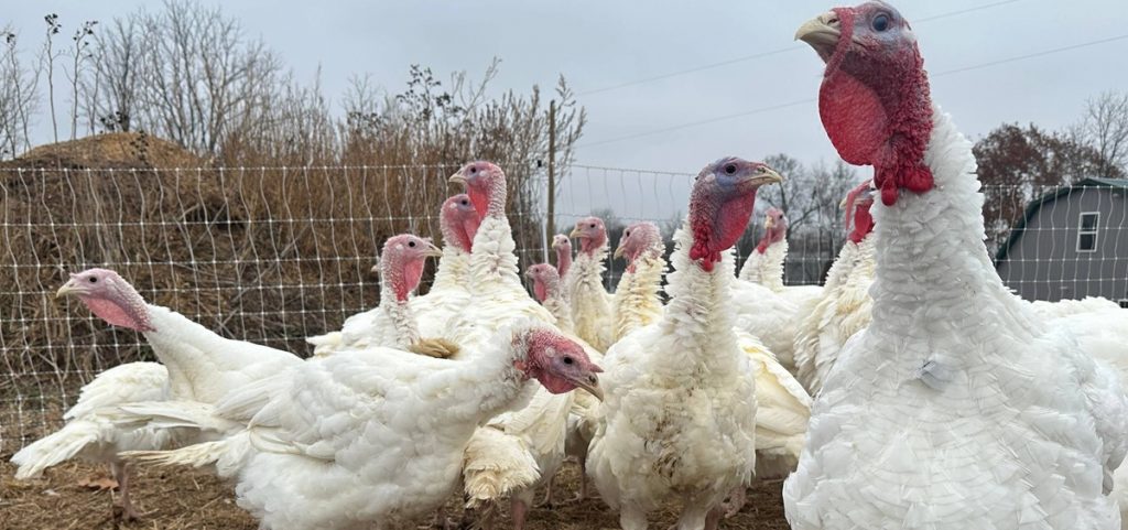 Turkeys are seen on a farm