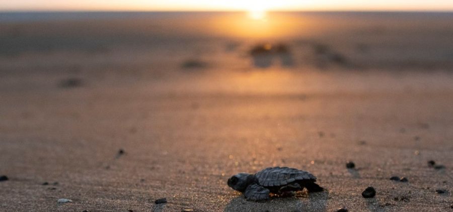 A baby sea turtle on the beach as the sun sets.