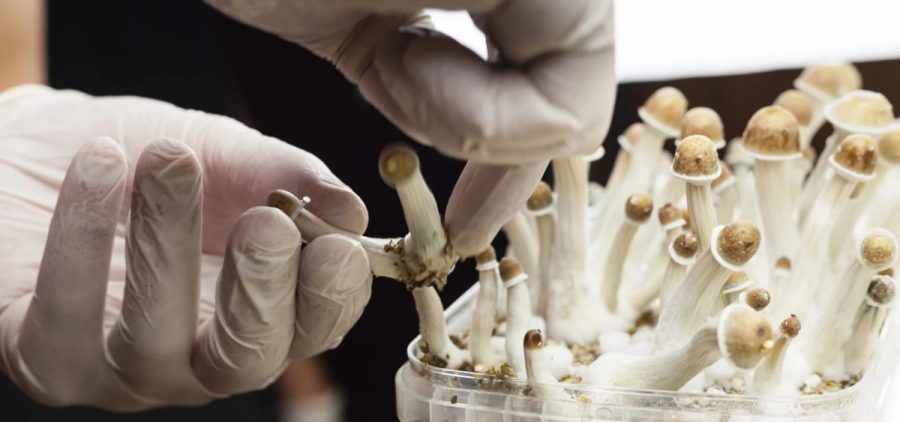 A person wearing white gloves picks psychedelics in the form of mushrooms from a plastic container.