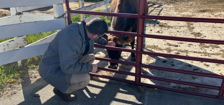 John Young, CEO of Young's Jersey Dairy, pets a cow through a gate.