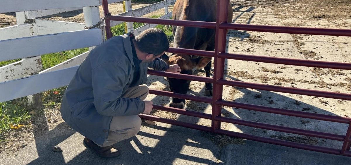 John Young, CEO of Young's Jersey Dairy, pets a cow through a gate.