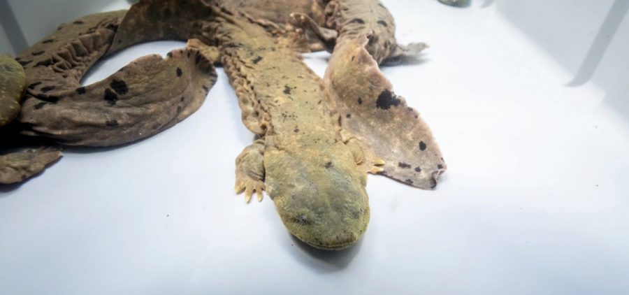 Eastern hellbenders in a tank of water.