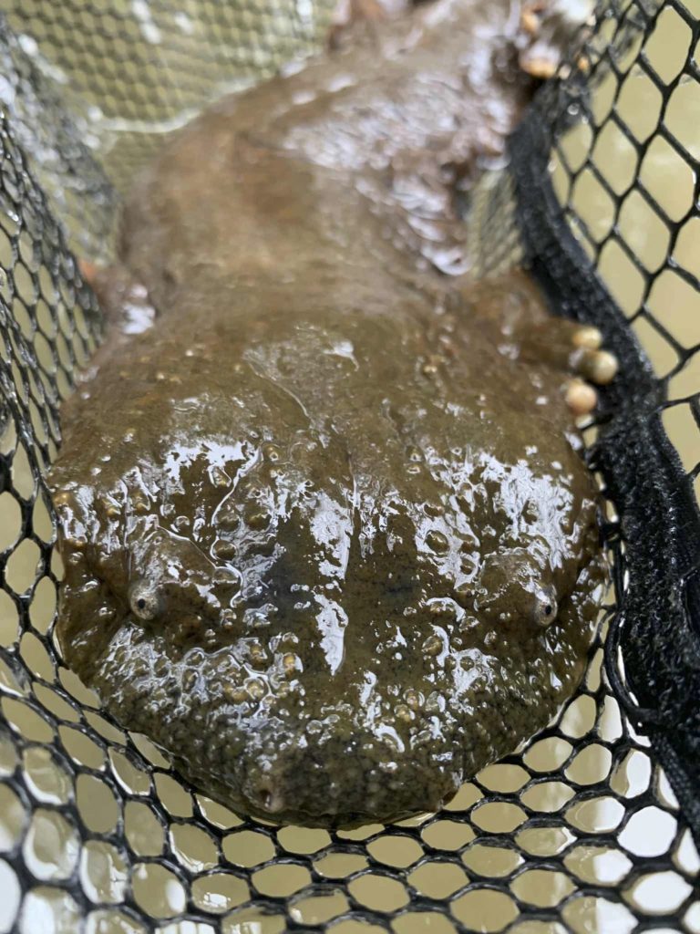 A hellbender in a net