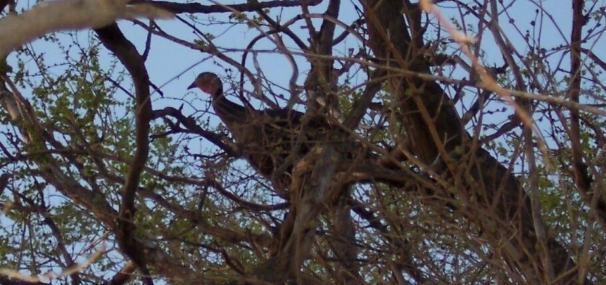 A turkey sits up in a tree.