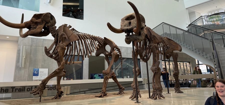 Mastodon skeletons stand on display at the University of Michigan in Ann Arbor.