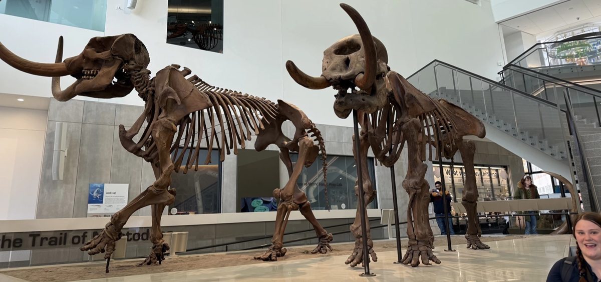 Mastodon skeletons stand on display at the University of Michigan in Ann Arbor.