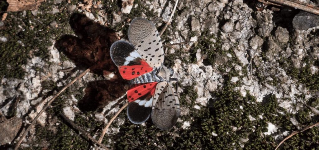 A spotted lanternfly on a tree.