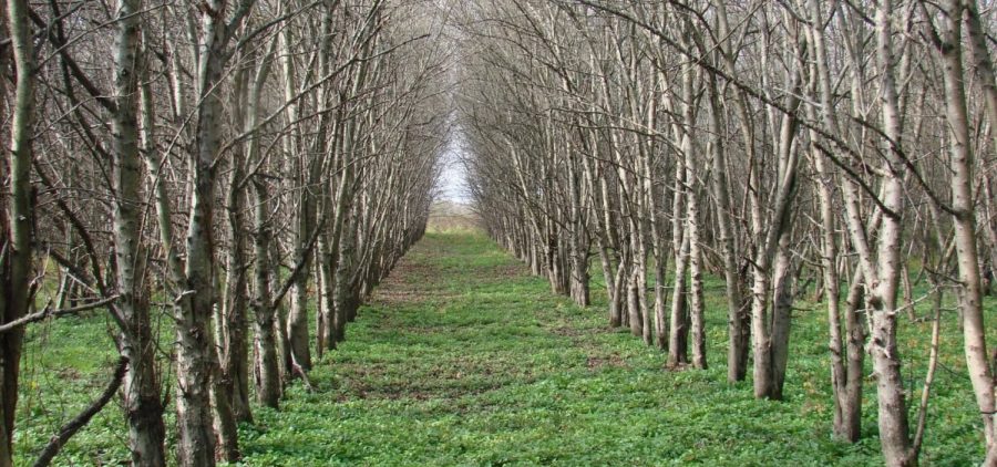 A row of trees line a field