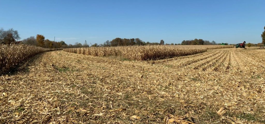 A field of corn is being harvested.