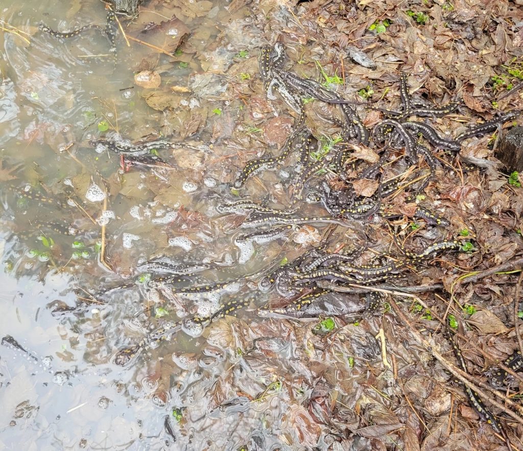 Dozens of spotted salamanders scurry into a vernal pool at Fernald in early spring.