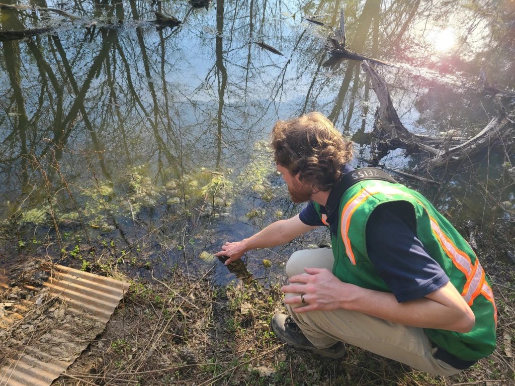 Interpretive Specialist Luke Thies points to egg sacs left by breeding salamanders in this vernal pool at Fernald.