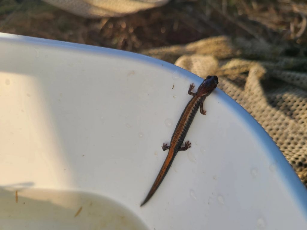 A red-backed salamander plots its escape after being temporarily captured in a white bucket.