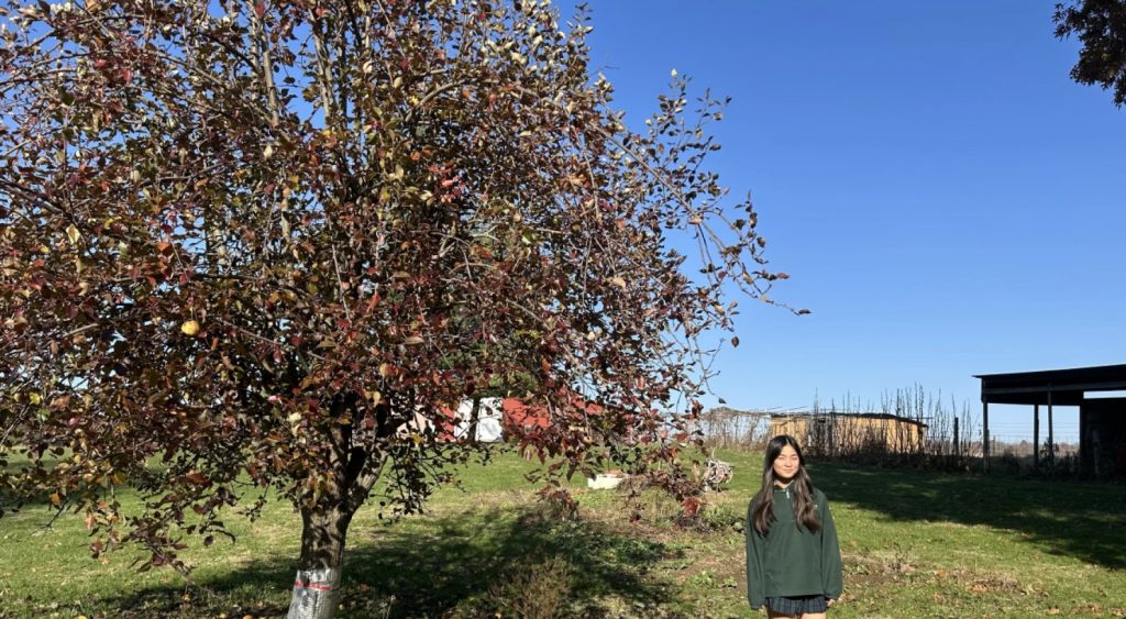 15-year-old Melody Lin stands next to an apple tree