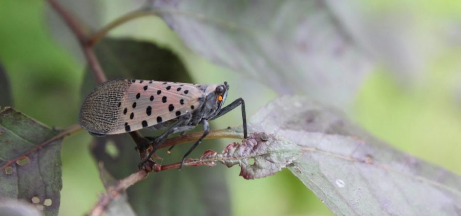 The spotted lanternfly wreaks havoc on fruit trees and other crops.