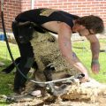 Gavyn Shumard is a 26-year-old sheep shearer from Bailey Creek. His job is critical for people hoping to utilize local wool.