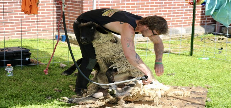 Gavyn Shumard is a 26-year-old sheep shearer from Bailey Creek. His job is critical for people hoping to utilize local wool.