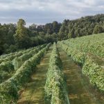 A field of grape vines.