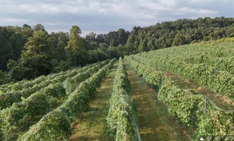 A field of grape vines.