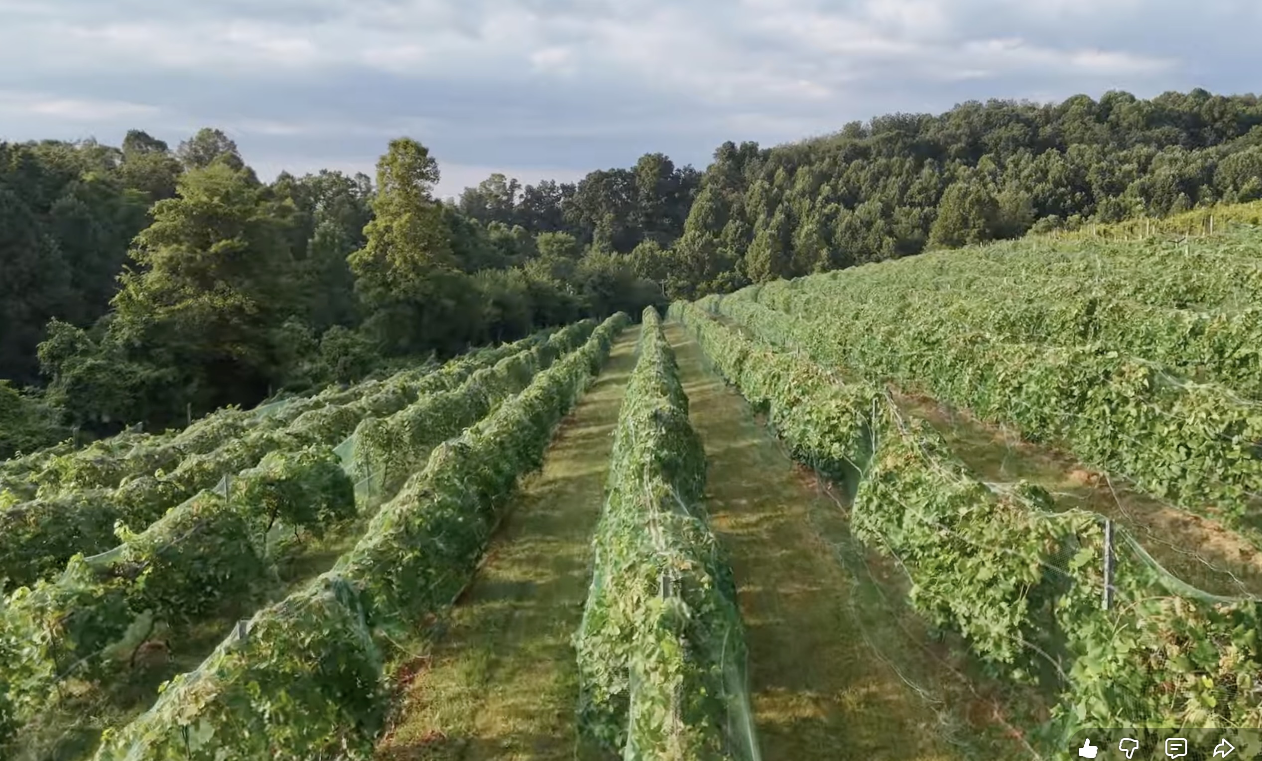 A field of grape vines.