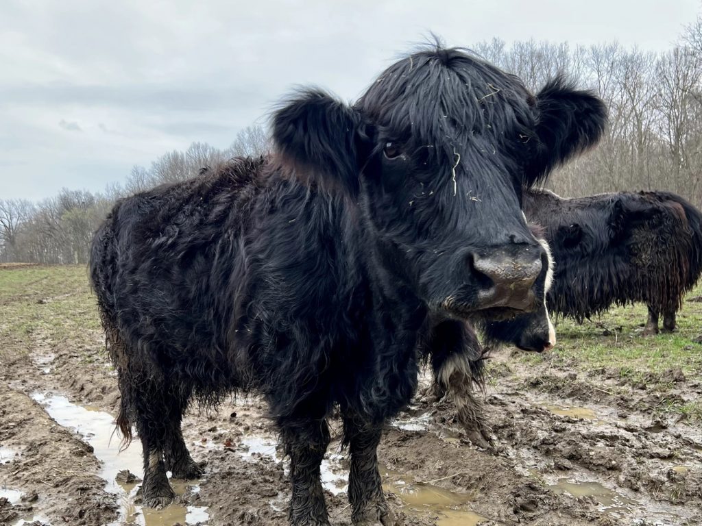 A yak-cattle mix stands in Mathy's muddy field after a rainfall.