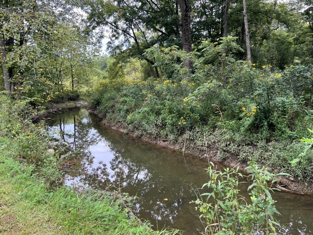 A stream in a wooded area.