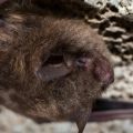 An Indiana bat crawls on the top of a rock surface.