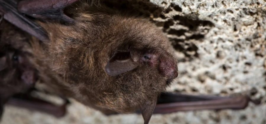 An Indiana bat crawls on the top of a rock surface.