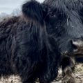 A yak-cattle mix stands in Mathy's muddy field after a rainfall.