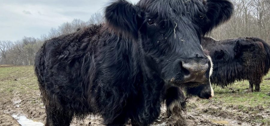 A yak-cattle mix stands in Mathy's muddy field after a rainfall.